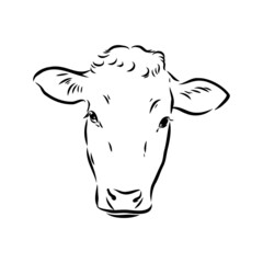 Isolated cow eating grass on a white background. Black and white sketch line silhouette vector illustration.