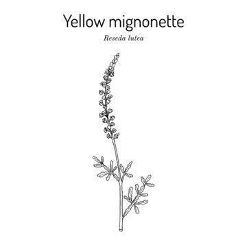 Yellow or wild mignonette Reseda lutea , medicinal plant