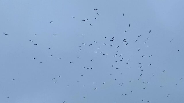 flock of starling birds swooping in the sky swirl in group - stock footage video 