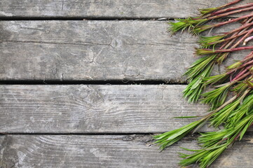 wooden shabby background with green plant. white grey wood texture with copy space.