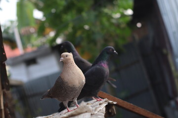 pigeon on the ground