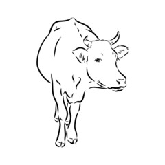Isolated cow eating grass on a white background. Black and white sketch line silhouette vector illustration.