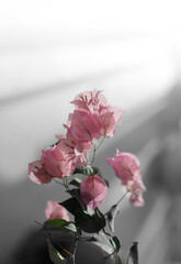 Fototapeta na wymiar Bougainvillea pink flower on light and shadow vertical background.