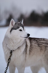 Very beautiful northern fluffy purebred dog. Strong and hardy. Portrait in profile. Siberian husky of gray white color with brown eyes stands on special steak out chain in winter and looks away.