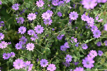 flowers in the field