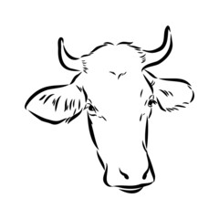 Isolated cow eating grass on a white background. Black and white sketch line silhouette vector illustration.