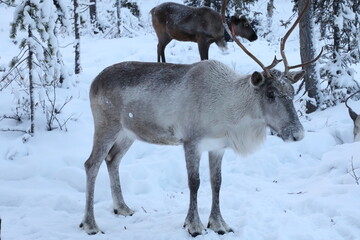 reindeer