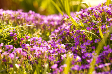 Hummel & Griechisches Blaukissen