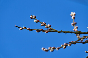 Willows, also called sallows and osiers, from the genus Salix, are around 400 species of deciduous trees and shrubs.