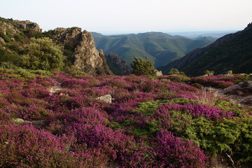 Heather patches and rocks on the Caroux, near the Colombières gorges (Hérault, Haut Languedoc, France).