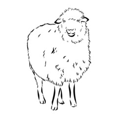 Sheep sketch style. Hand drawn illustration of beautiful black and white animal. Line art drawing in vintage style. Realistic image.