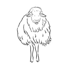 Sheep sketch style. Hand drawn illustration of beautiful black and white animal. Line art drawing in vintage style. Realistic image.