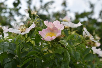 Wild Rose