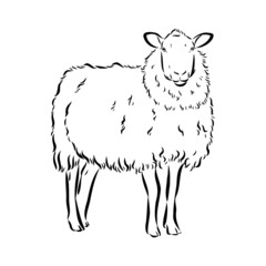 Sheep sketch style. Hand drawn illustration of beautiful black and white animal. Line art drawing in vintage style. Realistic image.