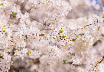 beautifully blooming lush plum tree in the garden. spring natural background