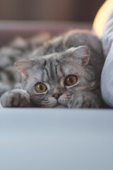 A gray lop-eared cat lies on a gray background