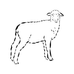 Sheep sketch style. Hand drawn illustration of beautiful black and white animal. Line art drawing in vintage style. Realistic image.