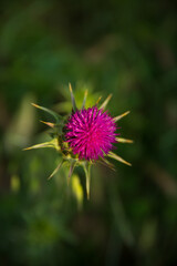 Milk Thistle Flower (Silybum or Carduus Marianum)  Blooming with Traces if Pollen at the Bottom of Carcassonne Citadel