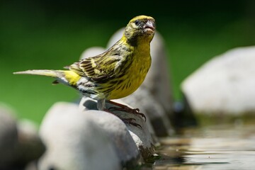 European Serin, Serinus serinus on stones at a bird watering hole. Moravia. Europe. 
