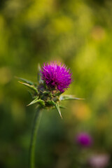 Milk Thistle Flower (Silybum or Carduus Marianum)  Blooming with Traces if Pollen at the Bottom of Carcassonne Citadel