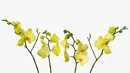 Yellow flowers of Phalaenopsis orchid isolated on white