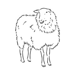 Sheep sketch style. Hand drawn illustration of beautiful black and white animal. Line art drawing in vintage style. Realistic image.