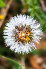 Up view of a dandelion with close up details