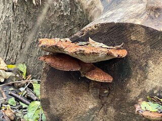 mushrooms on a tree