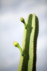 cactus in bloom