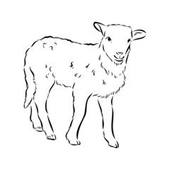 Sheep sketch style. Hand drawn illustration of beautiful black and white animal. Line art drawing in vintage style. Realistic image.