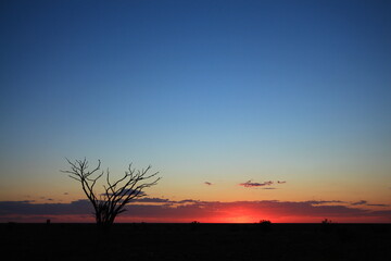 Fototapeta na wymiar Sunset on the flat plain of Australian outback