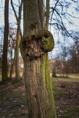 Obraz premium Tree face