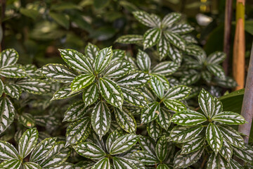 Close up view of tropical plant Pilea Cadierei with showy silver splashed leaves. Sweden.