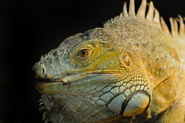 Iguana lizard, Wildlife Waystation, Angeles National Forest, California, USA