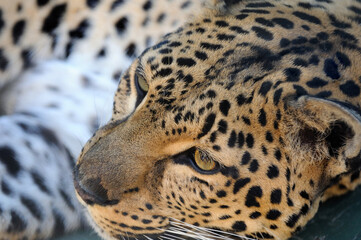 Fototapeta na wymiar Leopard resting, Wildlife Waystation, Angeles National Forest, California, USA