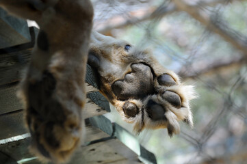 African Lion paws, Wildlife Waystation, Angeles National Forest, California, USA