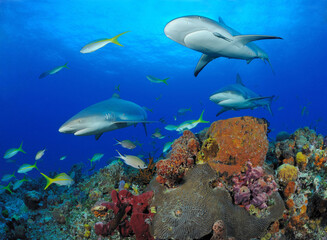 Three gray reef sharks swim over sponges and coral, Bahama Bank, Caribbean