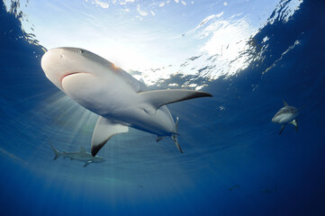 Gray reff sharks swimming near surface, Bahama Bank, Caribbean