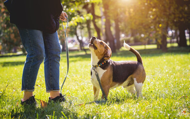 The owner trains the beagle dog in the park.