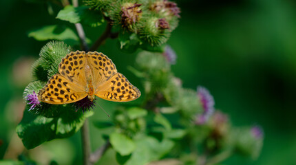 Kaisermantel oder Silberstrich - Argynnis paphia