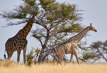 Two Angolan giraffes in wild African landscape at Etosha national park, Namibia, Africa