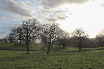 Obraz premium Trees With Sun