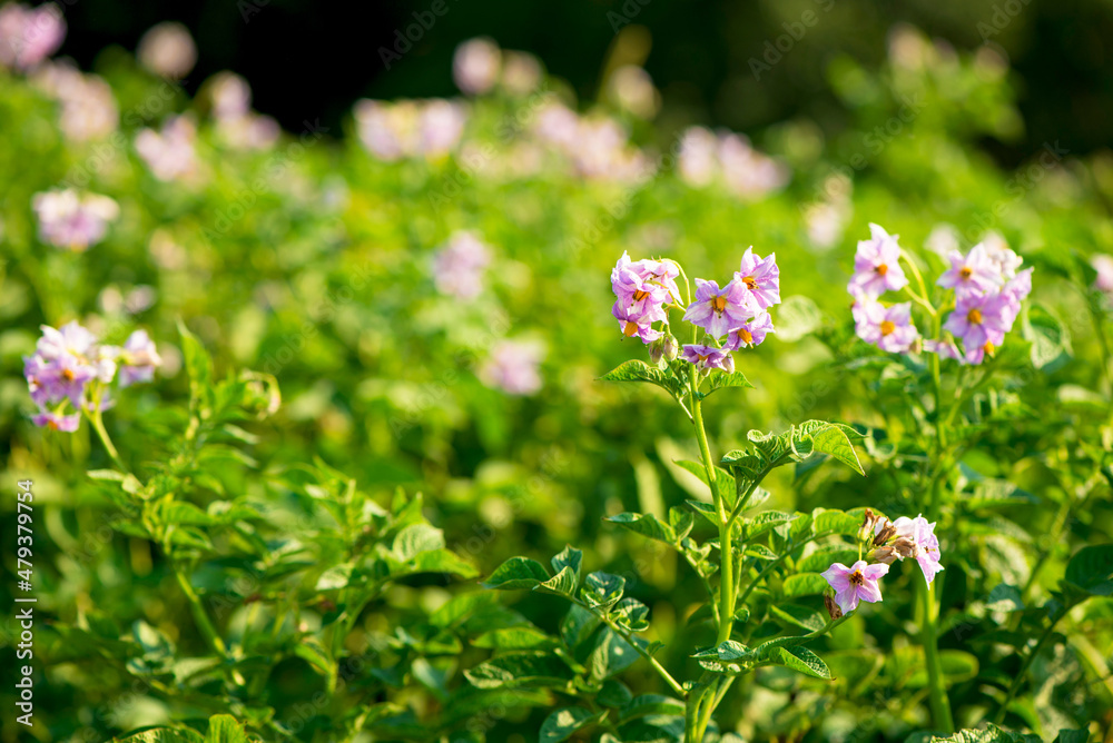 Wall mural Close up of potato field, summer background