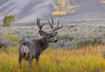 Mule Deer Buck in Wyoming in Autumn