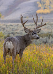 Mule Deer Buck in Wyoming in Autumn