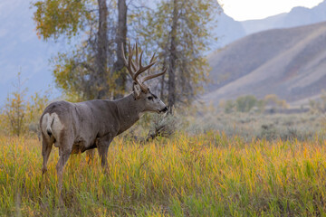 Naklejka na ściany i meble Mule Deer Buck in Wyoming in Autumn