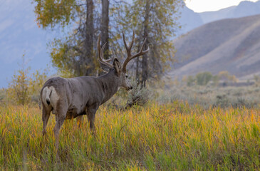 Mule Deer Buck in Wyoming in Autumn