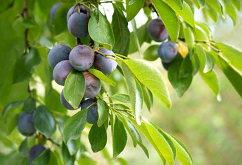 Close up of the plums ripe on branch. Ripe plums on a tree branch in the orchard. View of fresh organic fruits with green leaves on plum tree branch in the fruit garden.