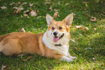Naklejka na ściany i meble Portrait of cute welsh corgi dog at the park.