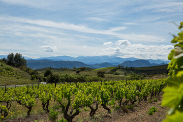 Fototapeta na wymiar Corbières Vineyards and Rolling Hills Landscape in Aude France